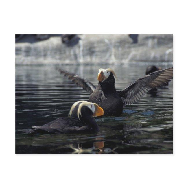 Alaska Tufted Puffins Postinvitations