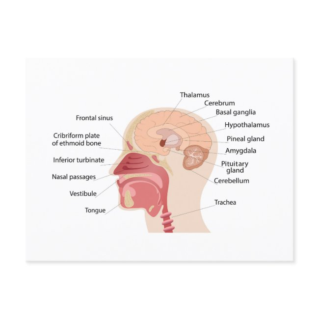 Anatomy Of Human Brain And Noise Holiday Postinvitations