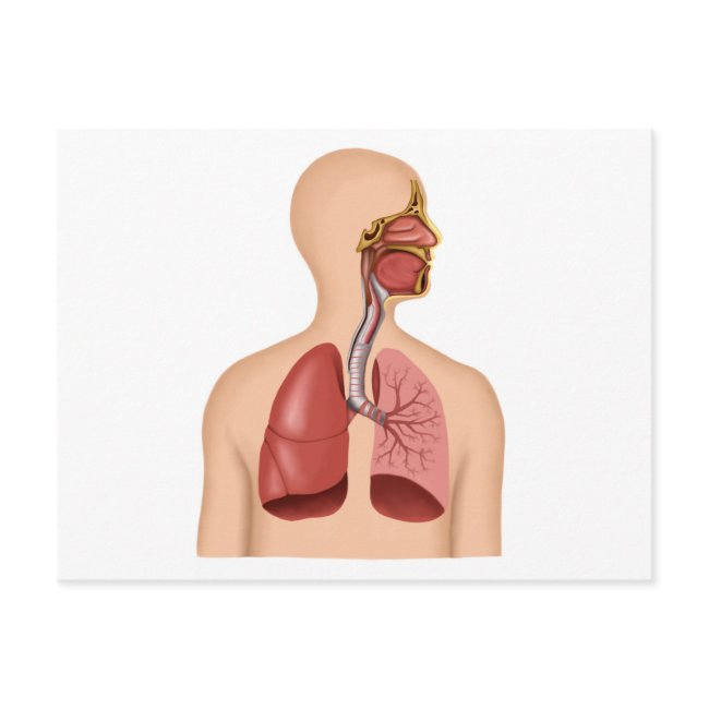 Anatomy Of Human Respiratory System Postinvitations