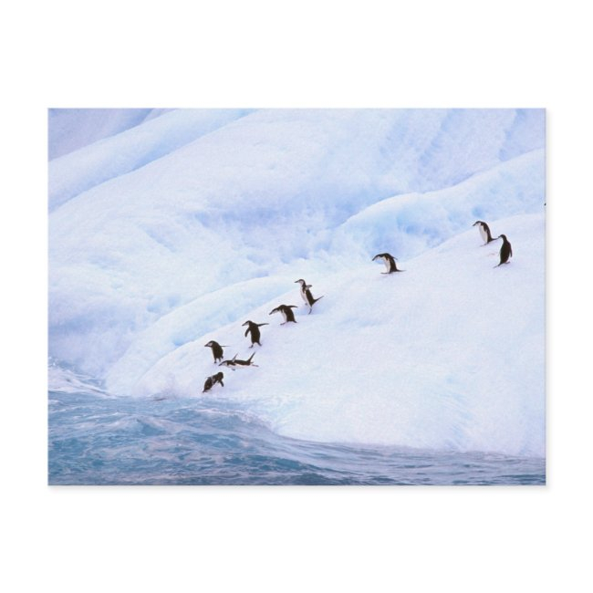Antarctica, Antarctic Peninsula. Chinstrap Postinvitations