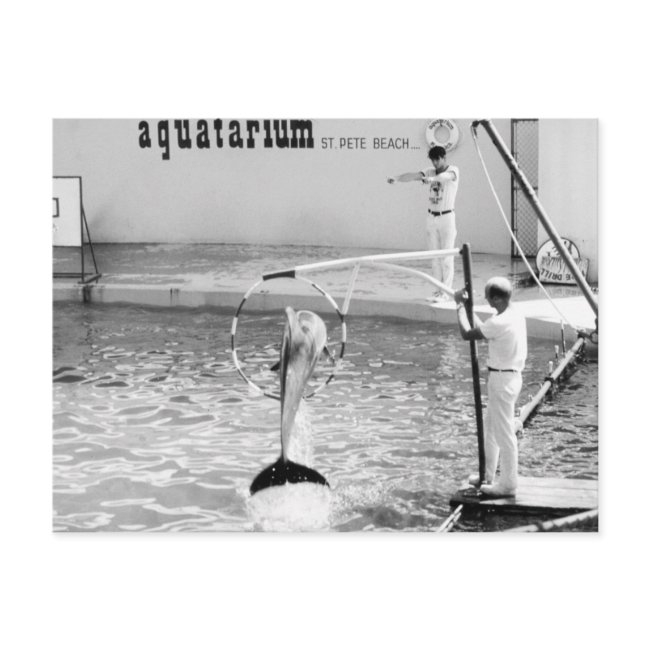 Aquatarium St. Pete Beach Florida, Dolphin Postinvitations