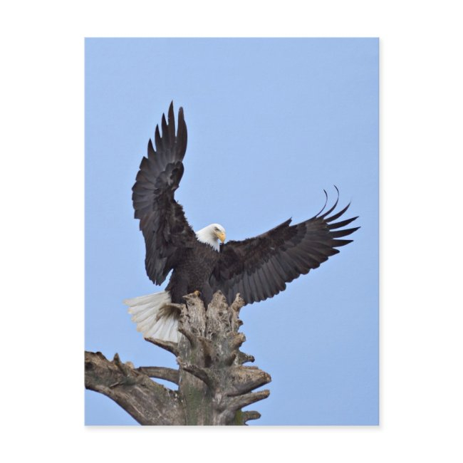 Bald Eagle (haliaeetus Leucocephalus) With Wings Postinvitations