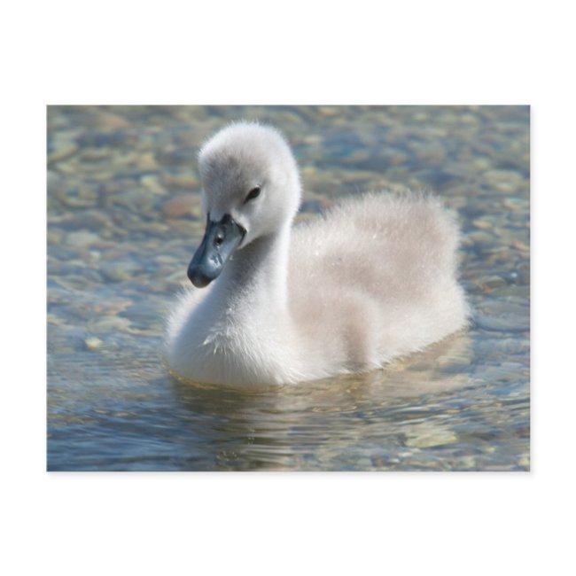 Beautiful Mute Swan Duckling Postinvitations