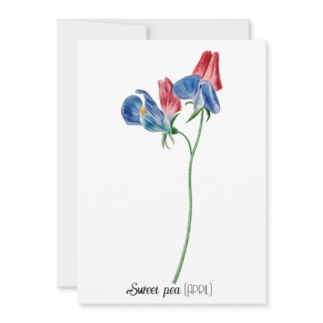 Birth Date Flower Sweet Pea (april) Note Invitations