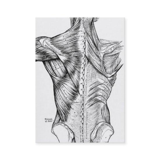 Black And White Anatomy Art Back Muscles (1890) Business Invitations