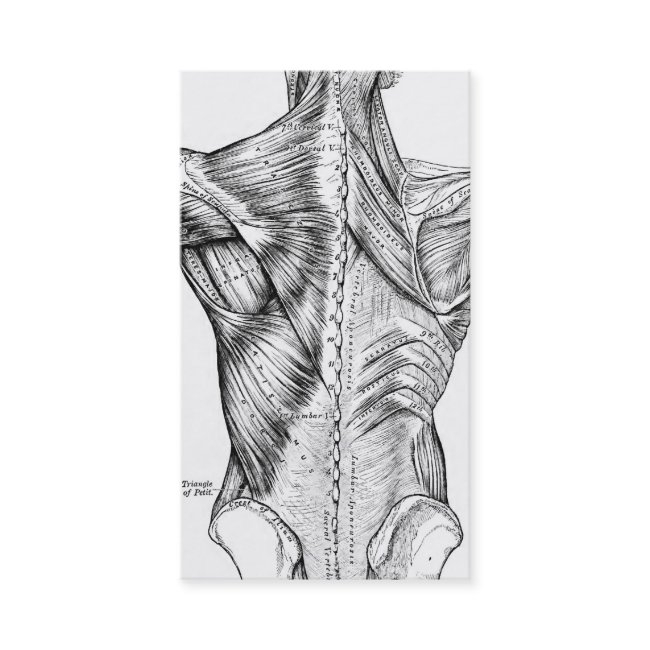 Black And White Anatomy Art Back Muscles (1890) Business Invitations