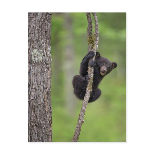 Black Bear Cub Playing, Tennessee Postinvitations