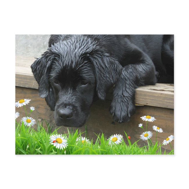 Black Labrador Cute Dog Daisy Flowers Ladybug Postinvitations