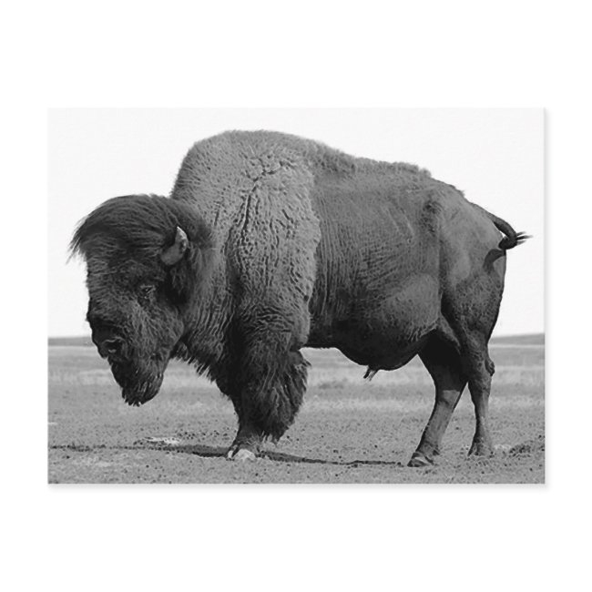 Black & White Bison / Buffalo Postinvitations