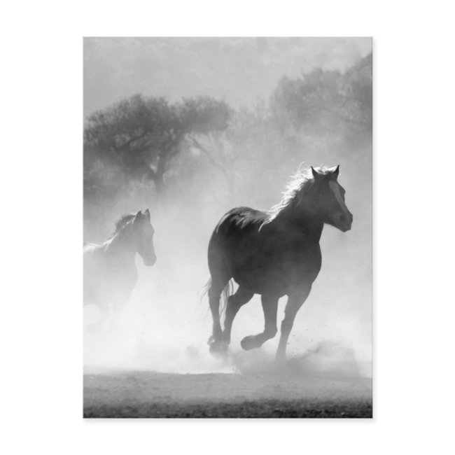 Black White Running Horses Freedom Postinvitations