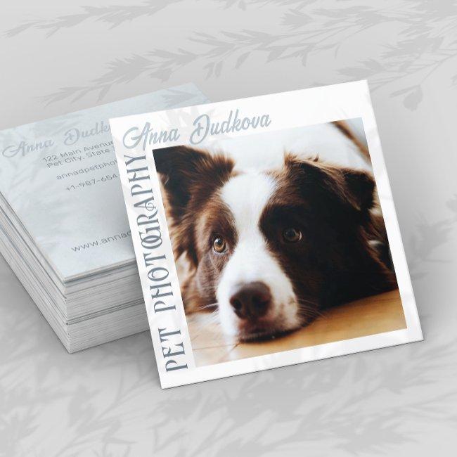 Border Collie Pet Photography Square Business Invitations
