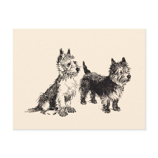 Cairn Terriers Vintage Pen & Ink Postinvitations