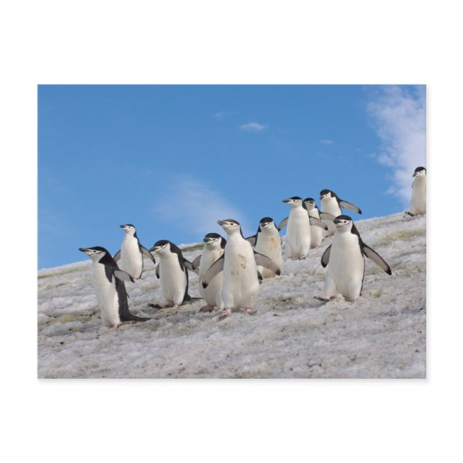 Chinstrap Penguins | Pygoscelis Antarctica Postinvitations