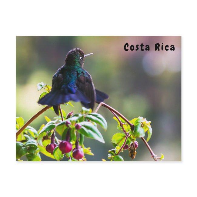 Costa Rica Bird - Fiery-throated Hummingbird Postinvitations