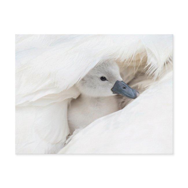 Cutest Baby Animals | Baby Mute Swan Postinvitations