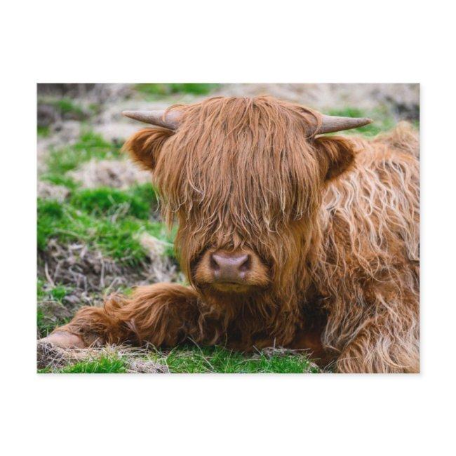 Cutest Baby Animals | Highland Cow Calf Postinvitations