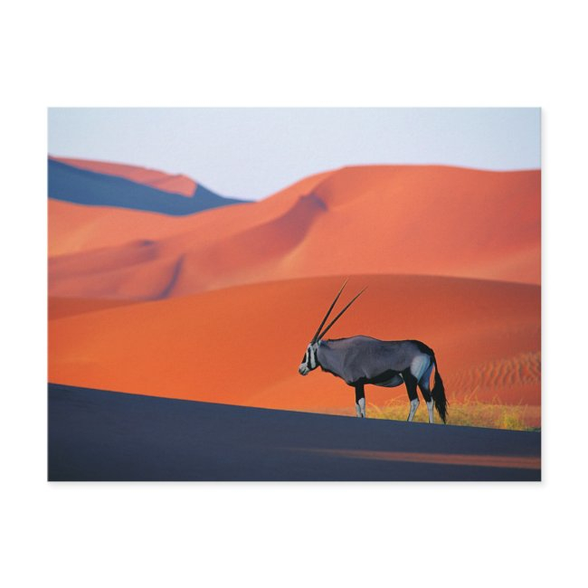 Deserts | Namib Desert Oryx Postinvitations
