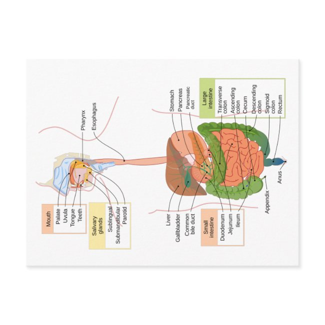 Diagram Human Gastrointestinal Digestive System Postinvitations