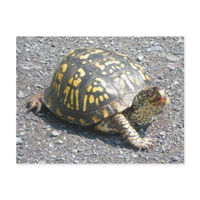 Eastern Box Turtle Postinvitations