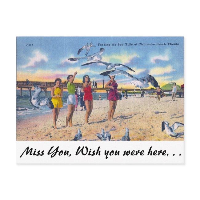 Feeding Gulls, Clearwater Beach, Florida Postinvitations