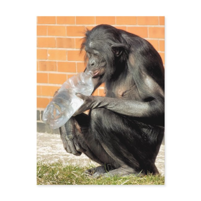 Funny Chimpanzee Postinvitations