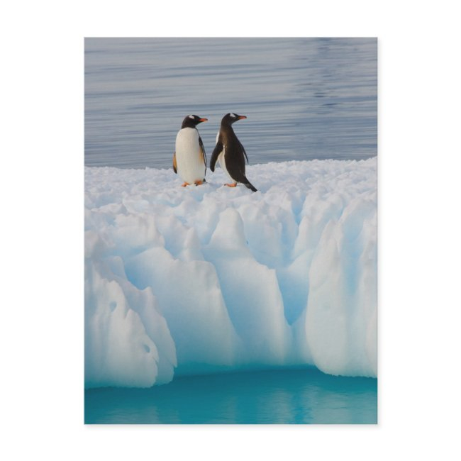 Gentoo Penguin, Pygoscelis Papua, On Glacial Ice Postinvitations