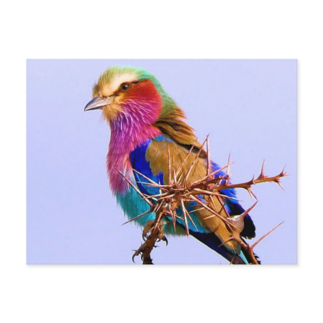 Gorgeous Lilac-breasted Roller African Bird Holiday Postinvitations