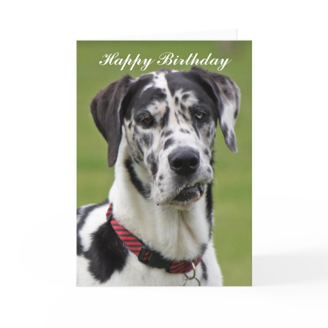 Great Dane Dog Harlequin Photo Birthday Invitations