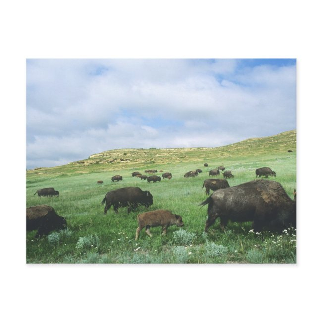 Herd Of Bison Graze Prairie Grass At Theodore Postinvitations