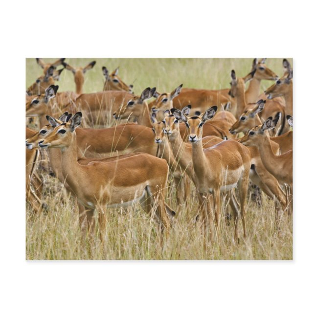 Herd Of Female Impala, Masai Mara, Kenya. Postinvitations