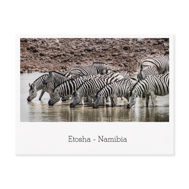 Herd Of Zebra By Waterhole In Etosha, Namibia Postinvitations