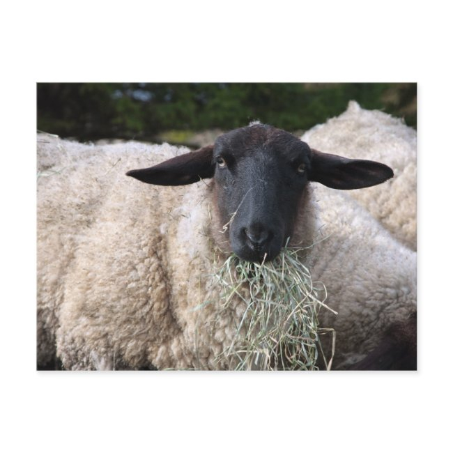 Hungry Sheep Postinvitations