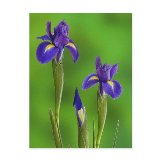 Iris Flowers Postinvitations
