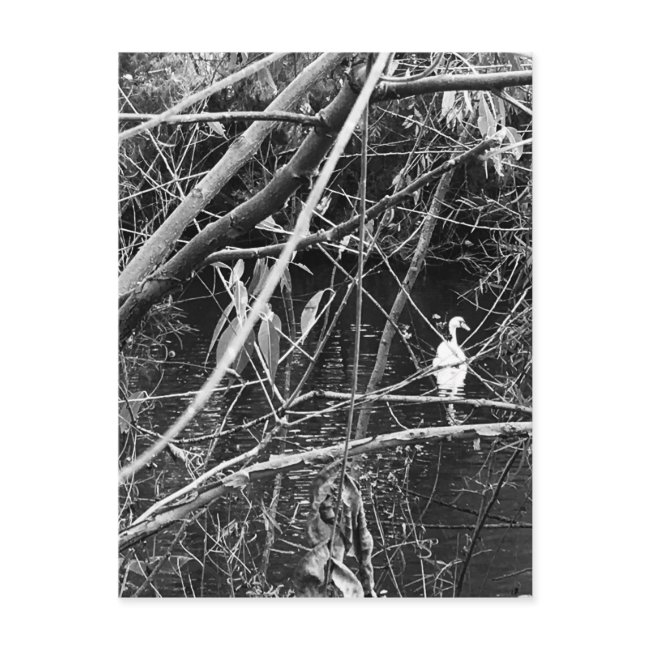 Lake George Postinvitations