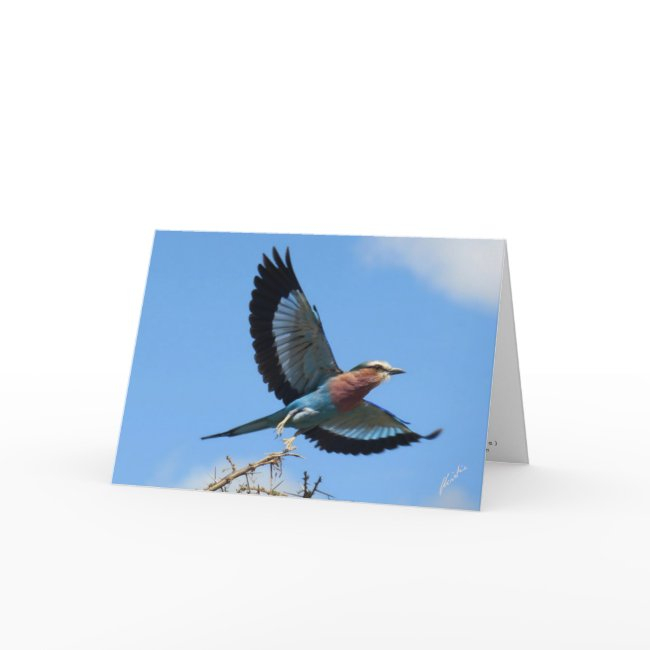 Lilac-breasted Roller/bird In Flight Holiday Invitations
