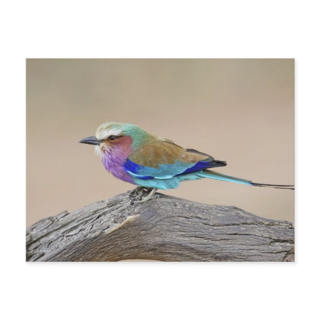 Lilac-breasted Roller (coracias Caudata) Postinvitations