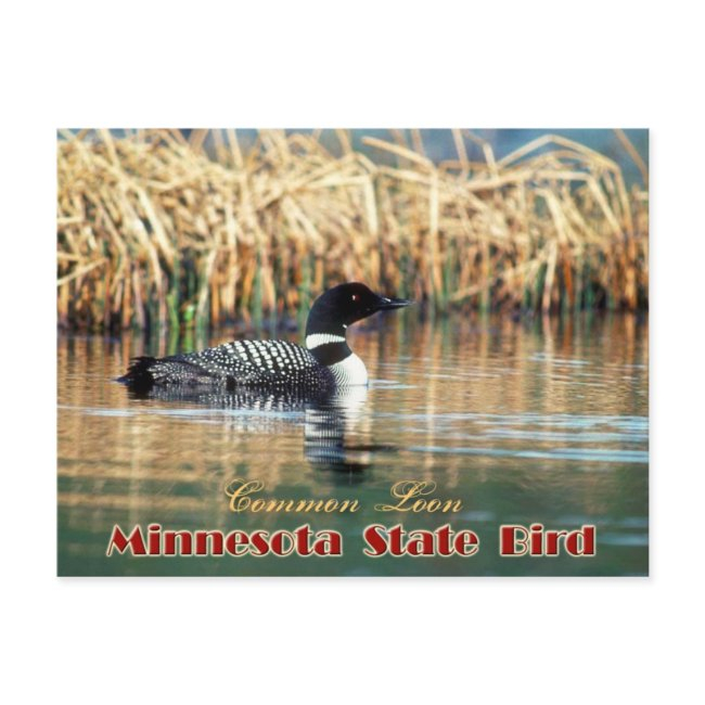 Minnesota State Bird - Common Loon Postinvitations