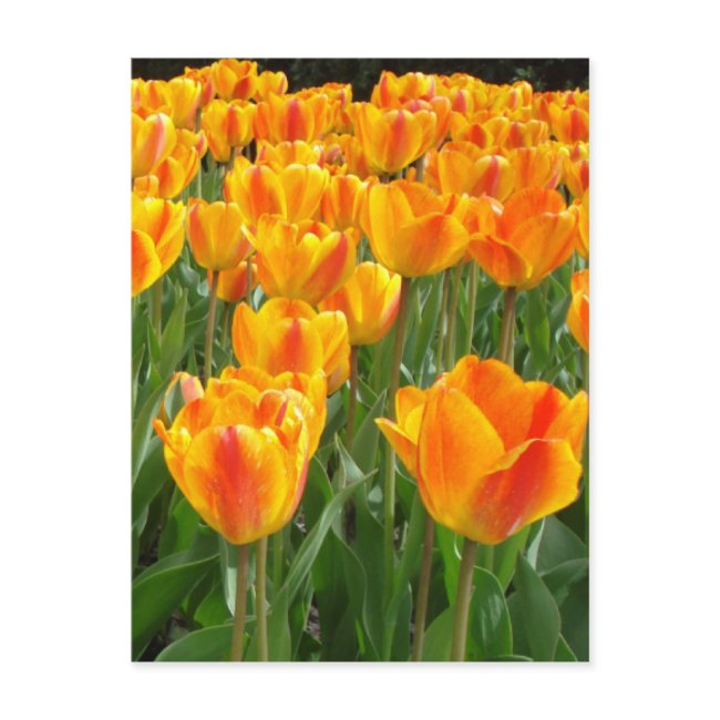 Orange Tulips Postinvitations
