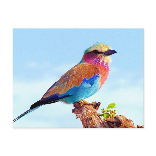Perched Colorful African Bird Holiday Postinvitations