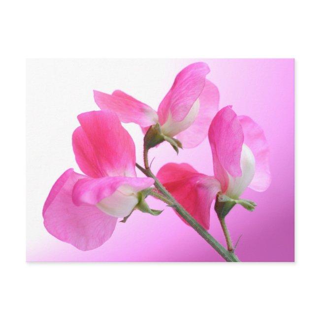 Pink Sweet Pea - Spring Fragrance - Postinvitations