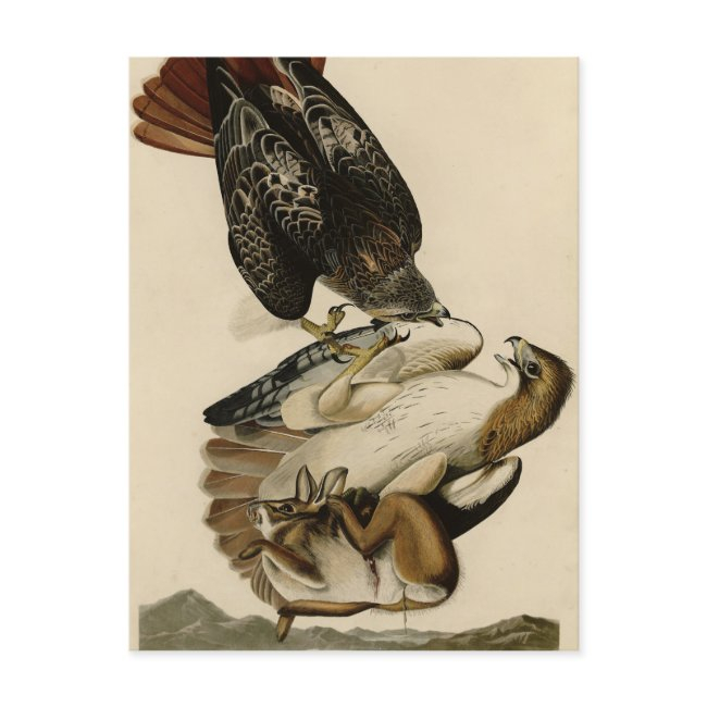 Red-tailed Hawk From Audubon's Birds Of America Postinvitations