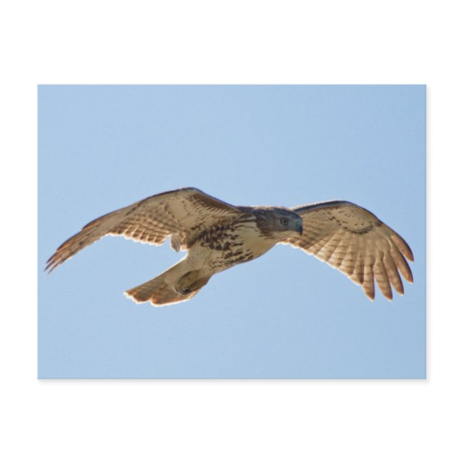 Red Tailed Hawk In Flight Postinvitations