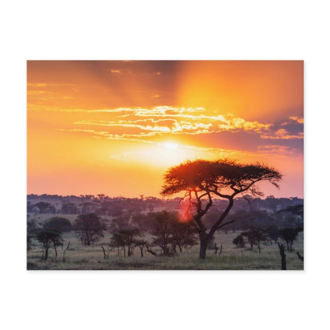Safari In The Serengeti National Park Postinvitations