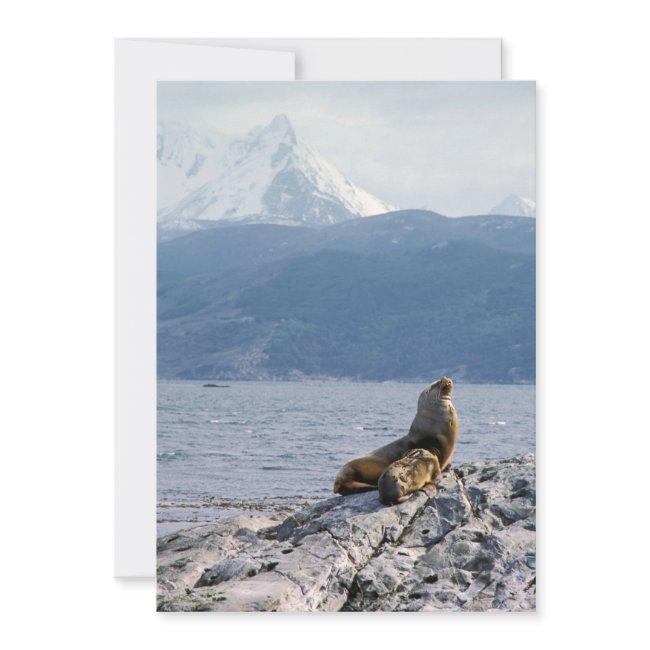 Sea Lions In Beagle Channel - Argentina Invitation