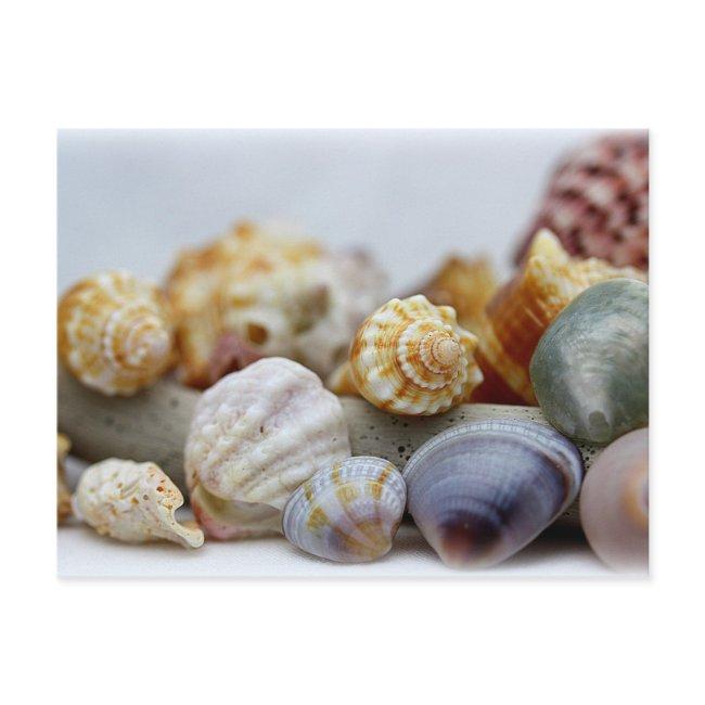 Seashells From The Seashore Postinvitations