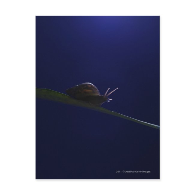 Snail Going Out On A Limb Postinvitations
