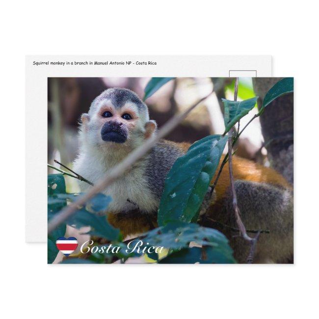Squirrel Monkey In Manuel Antonio Np - Costa Rica Postinvitations