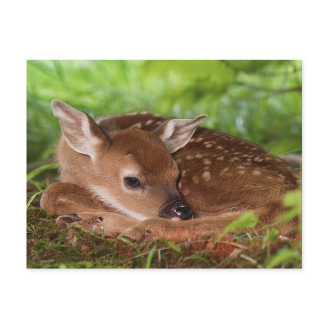 Two Day Old White-tailed Deer Baby, Kentucky. Postinvitations
