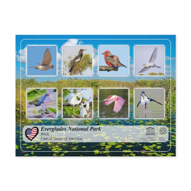 Unesco Whs - Everglades National Park - Birds Postinvitations
