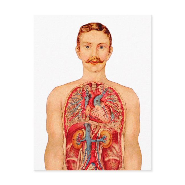Victorian Medical Illustration Internal Organs Postinvitations